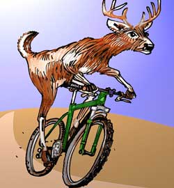 Mountain Bike Deer rolls