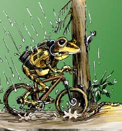 frog crossing creek